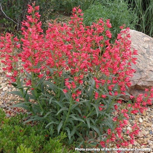 Penstemon barbatus Coral Baby 1G