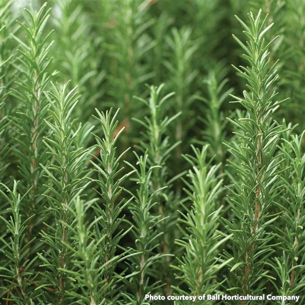 Rosemary officinalis Hill Hardy 3.25"