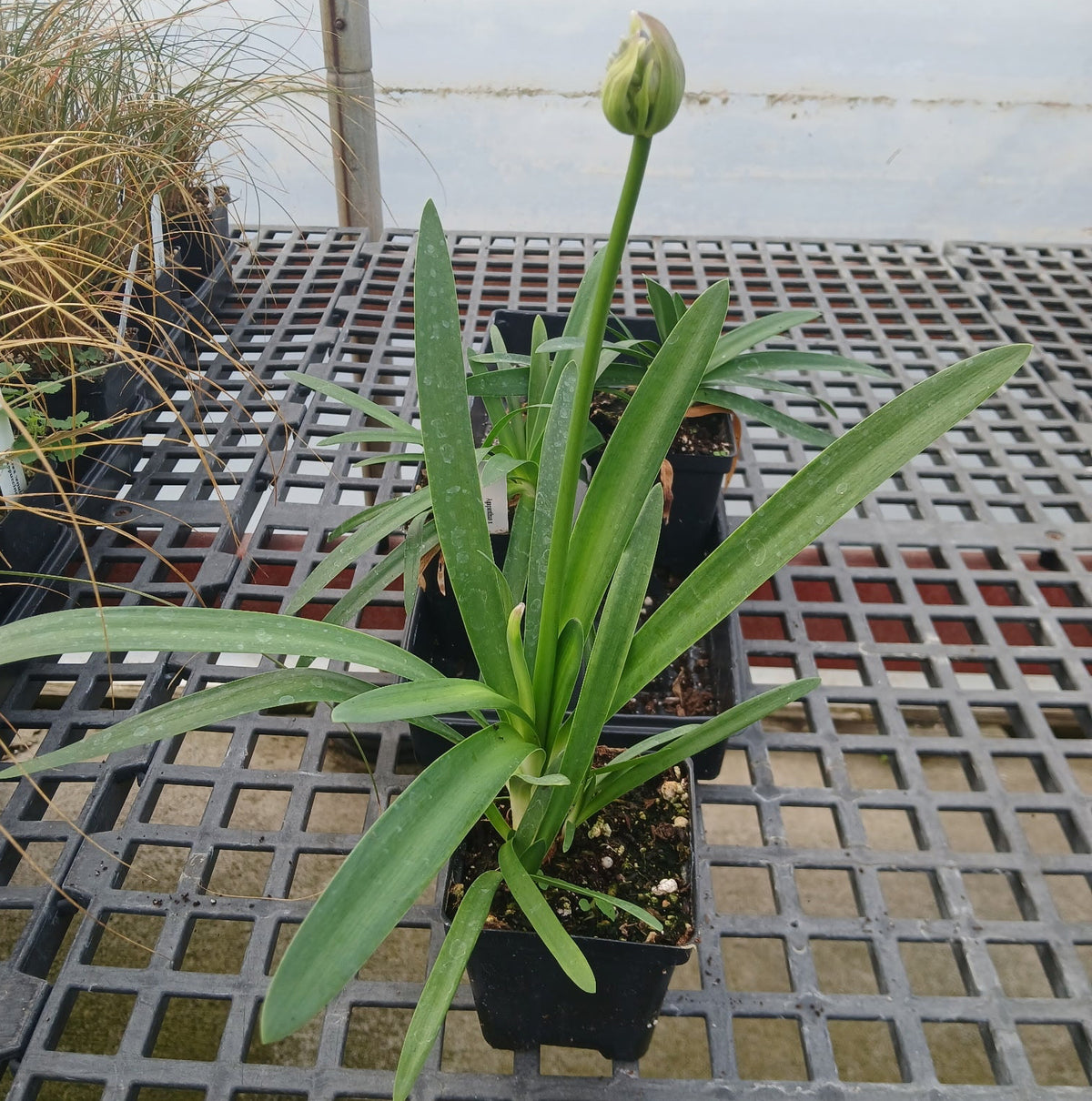 Agapanthus x Emma 3.25"
