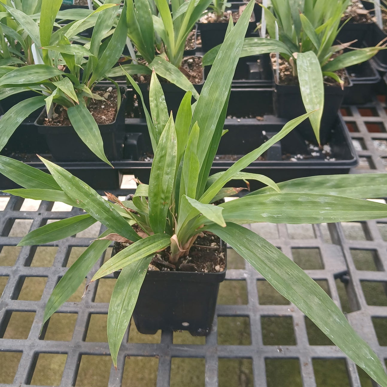 Carex scaposa 3.25"
