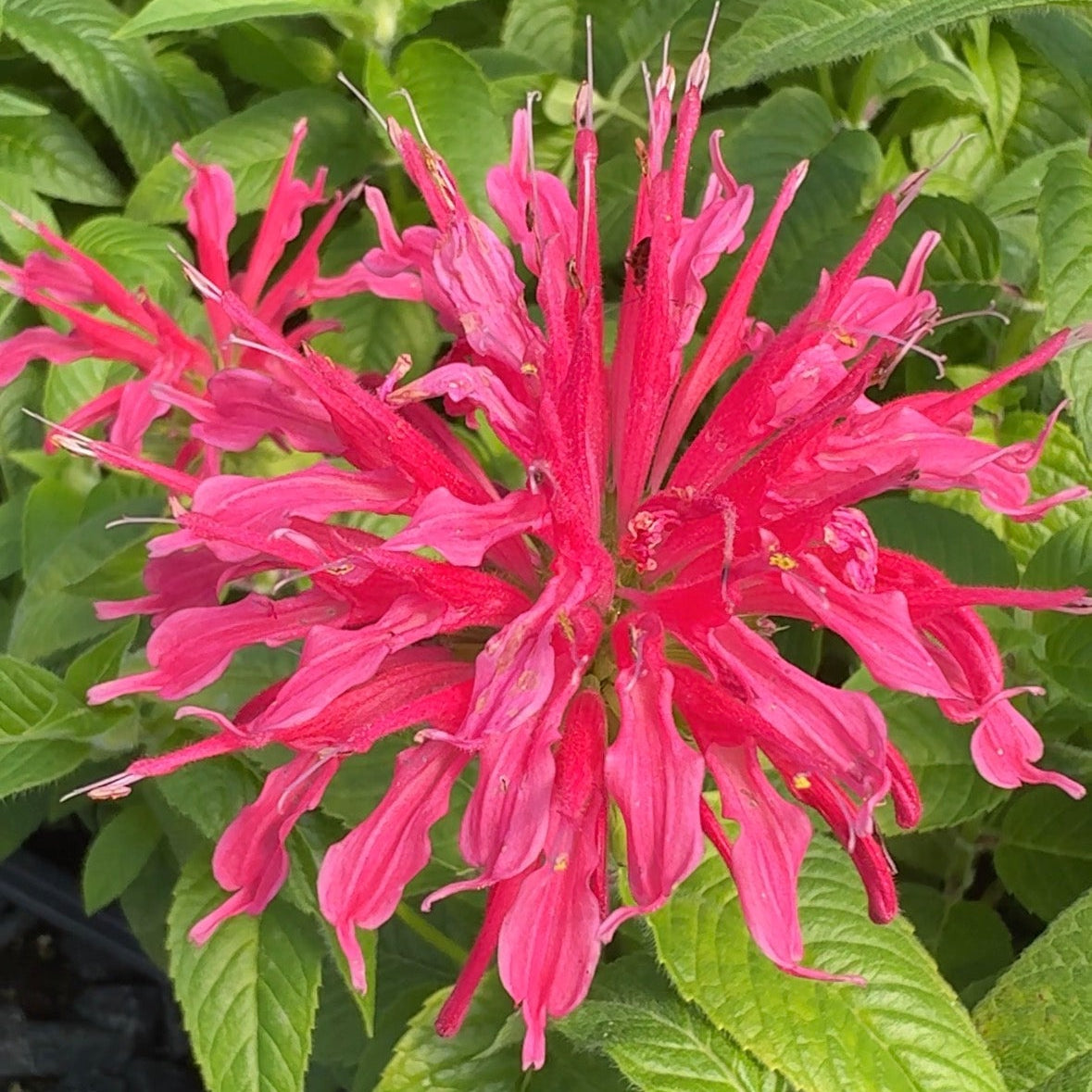 Monarda didyma Coral Reef 1Q