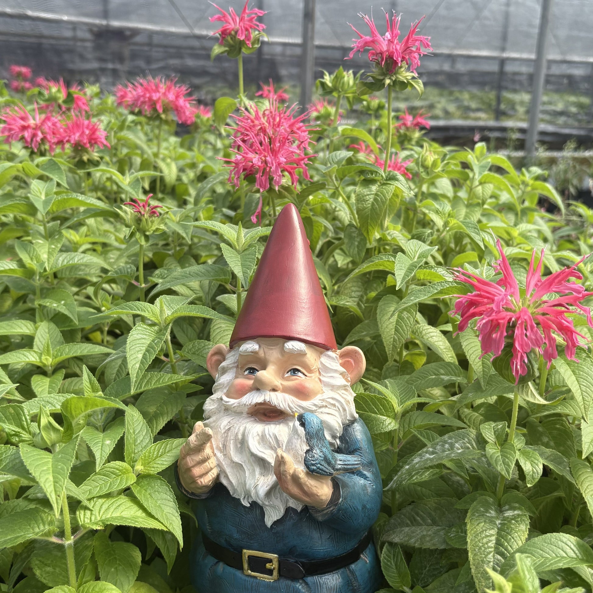 Monarda didyma Coral Reef 1Q