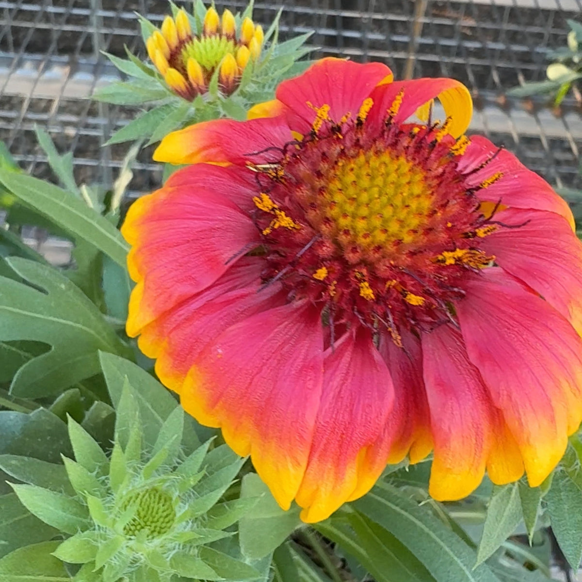 Gaillardia x Goblin 1G
