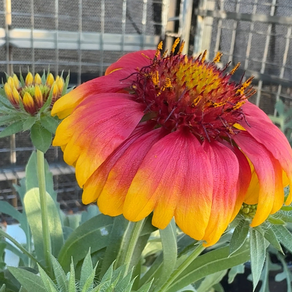 Gaillardia x Goblin 1G