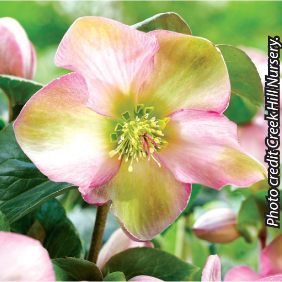 Helleborus Winter Sparkle Duo Pink 1G