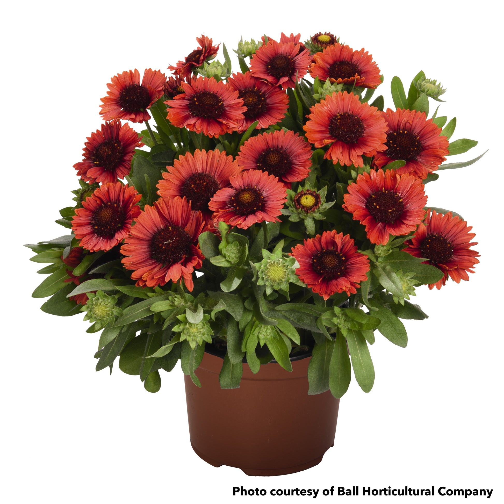 Gaillardia x grandiflora SpinTop Red 1Q