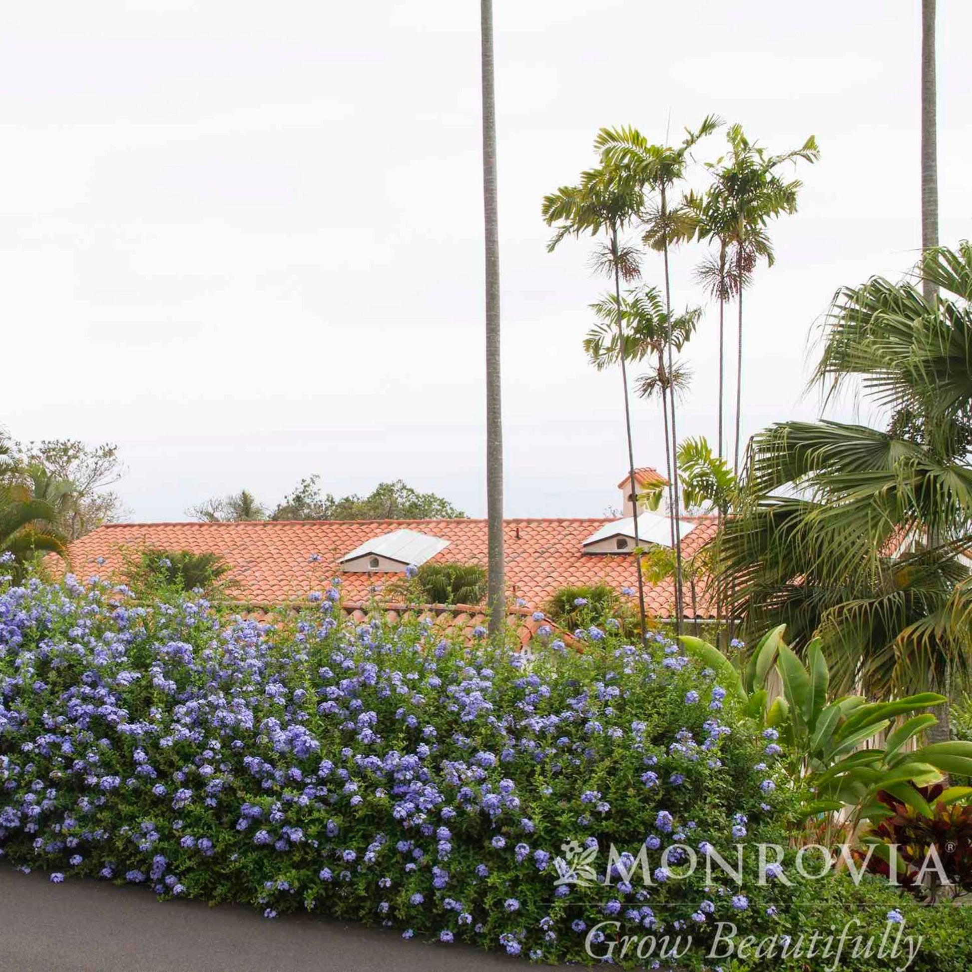 Royal Cape® Plumbago