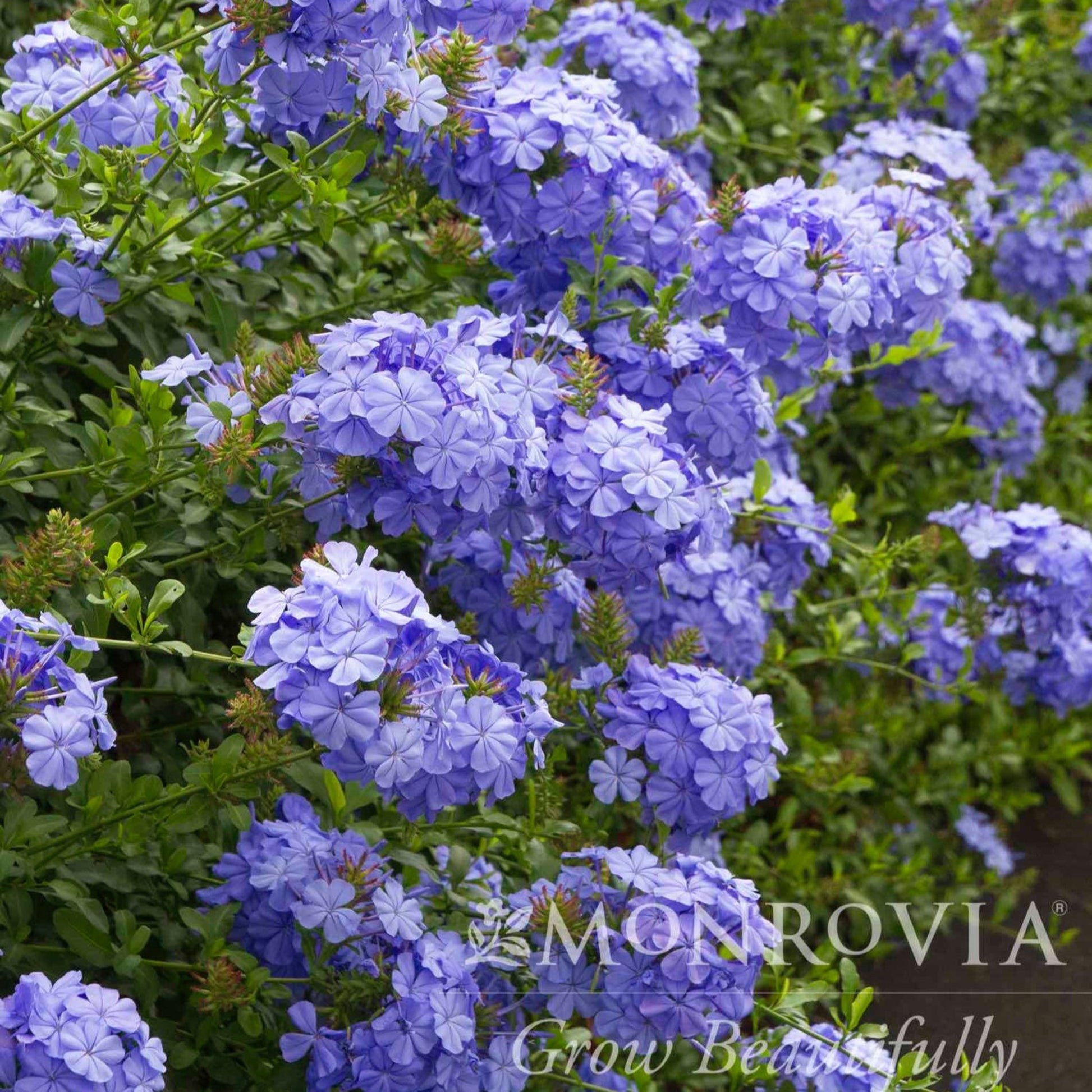 Royal Cape® Plumbago