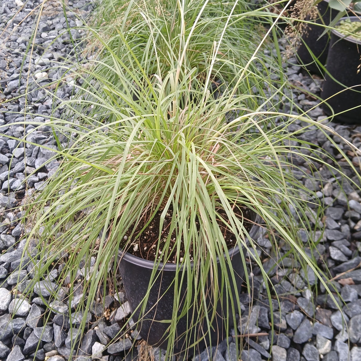Sporobolus Golden Needles 1G