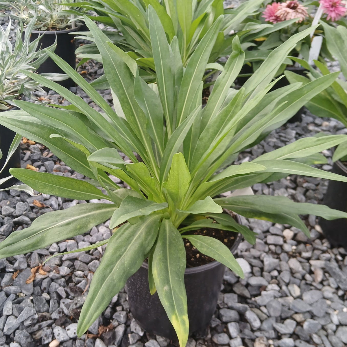 Stokesia Amethyst 1G