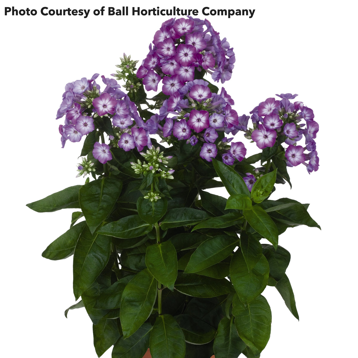 Phlox Flame Purple Eye 1G