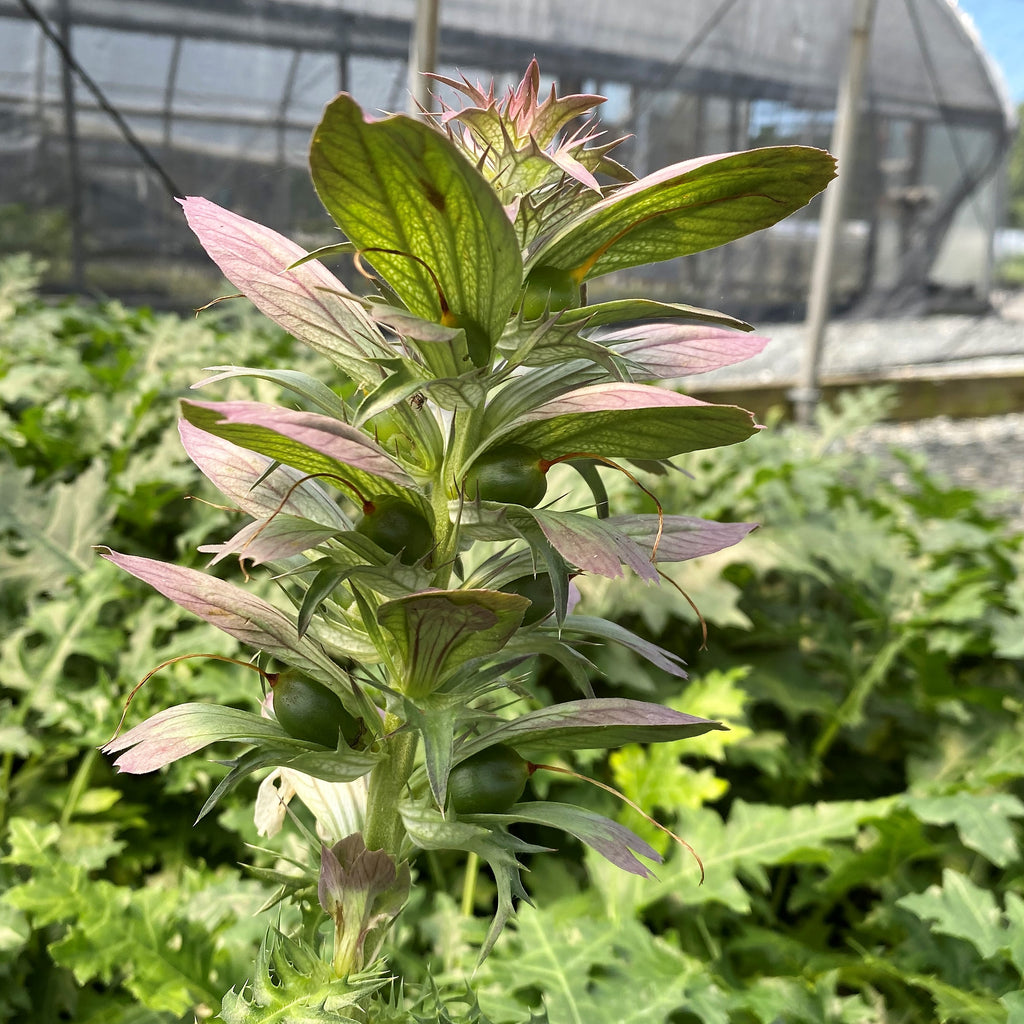 Acanthus spinosus 1G