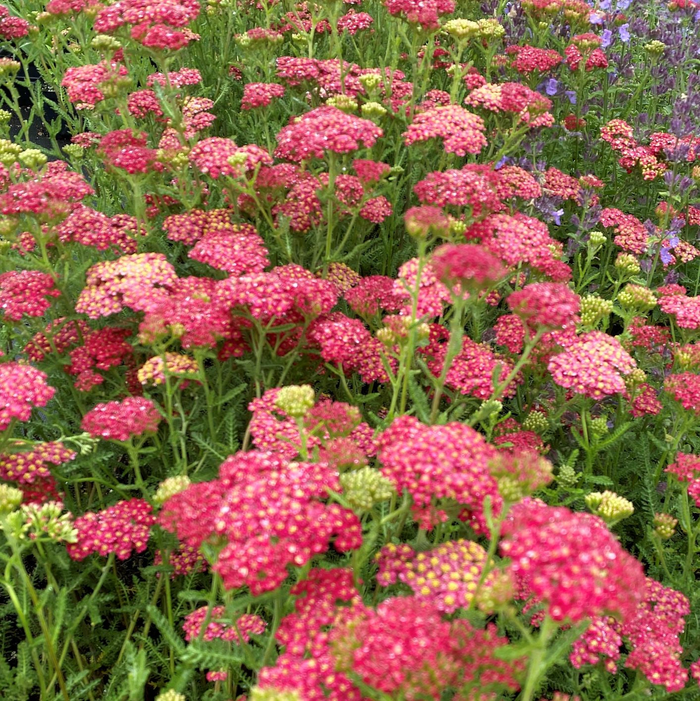 Achillea millefolium Paprika 1G