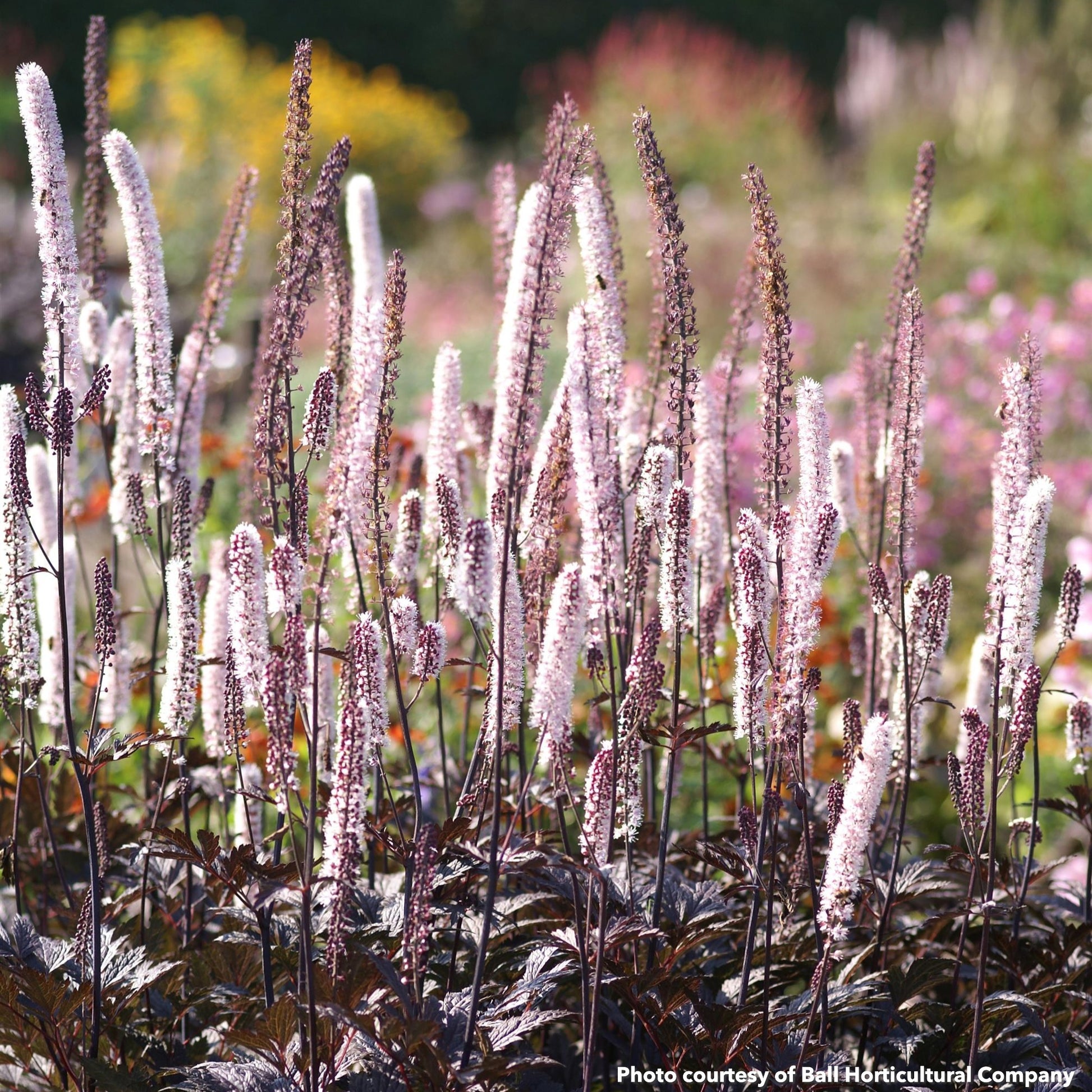 Actaea simplex Brunette 1G