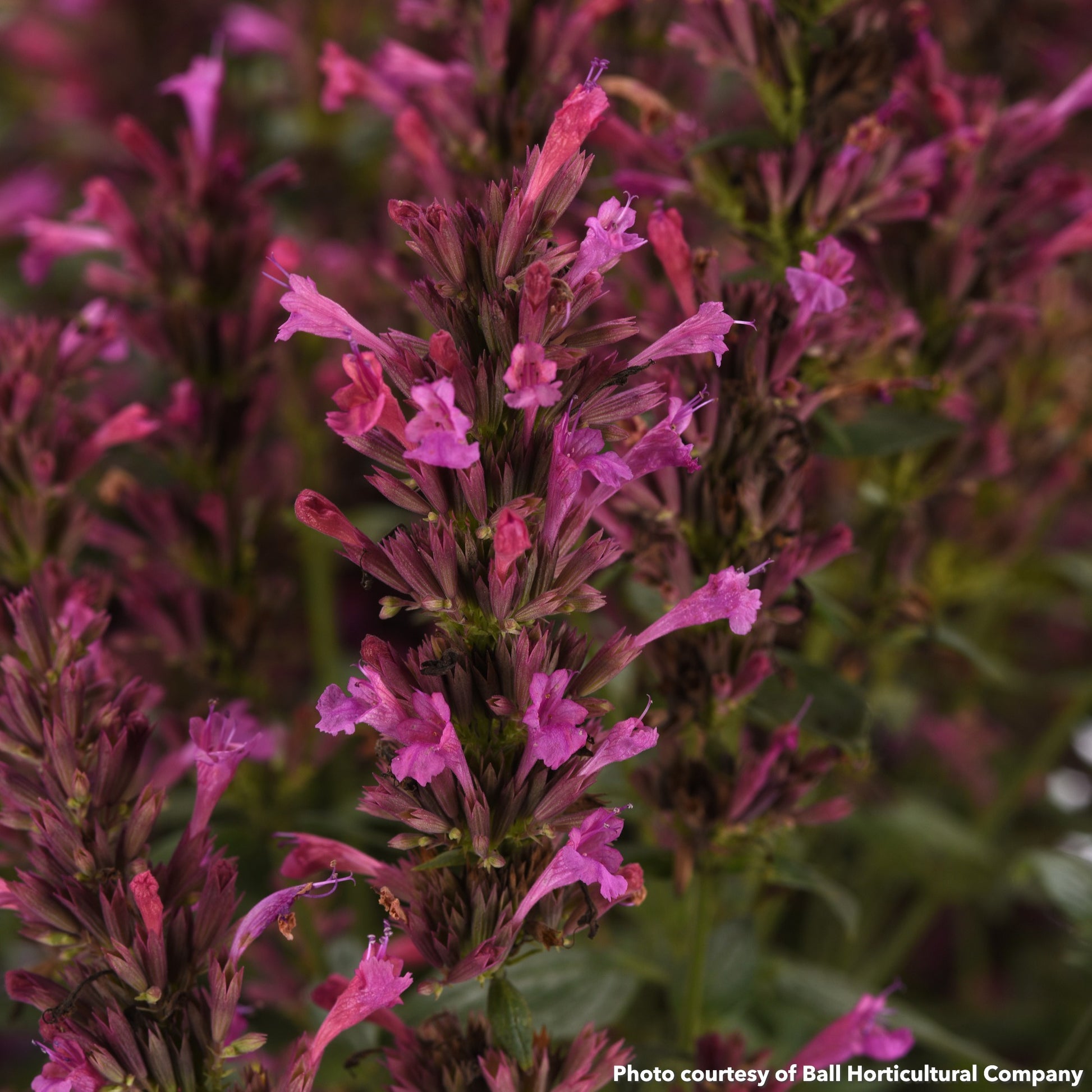 Agastache Summerlong Lilac 1G