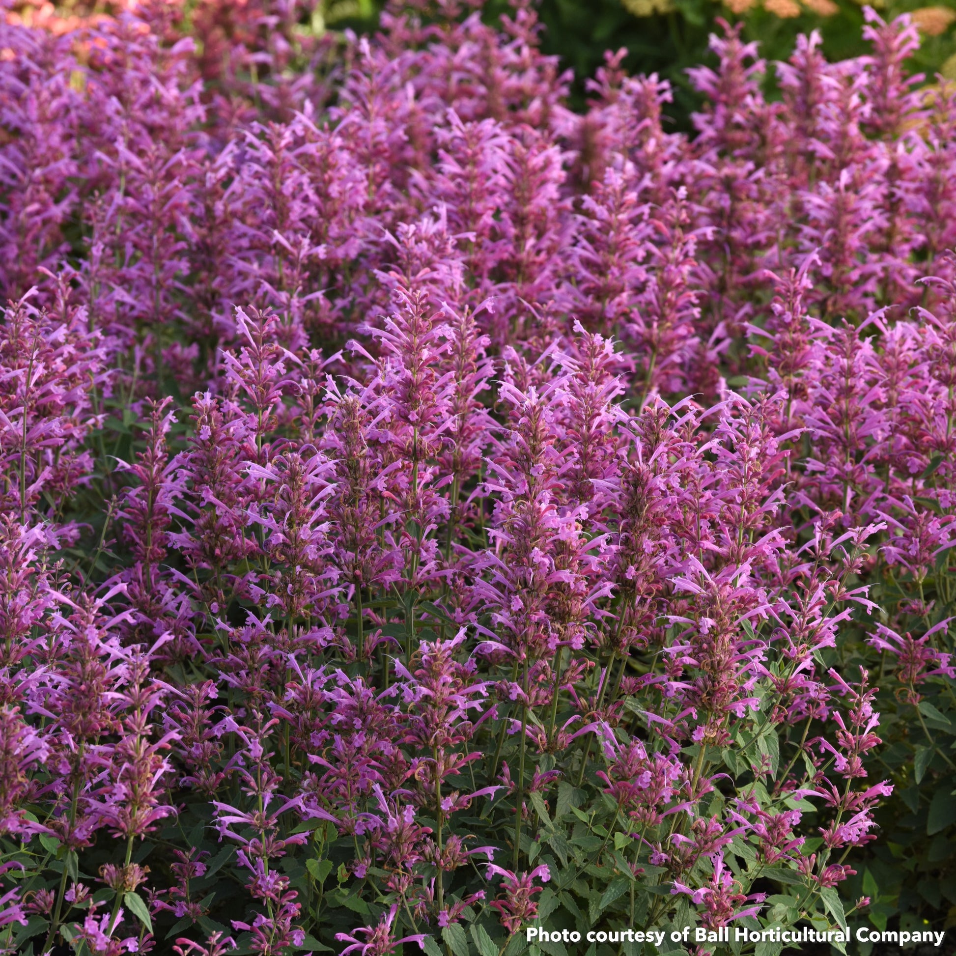 Agastache Summerlong Lilac 1G