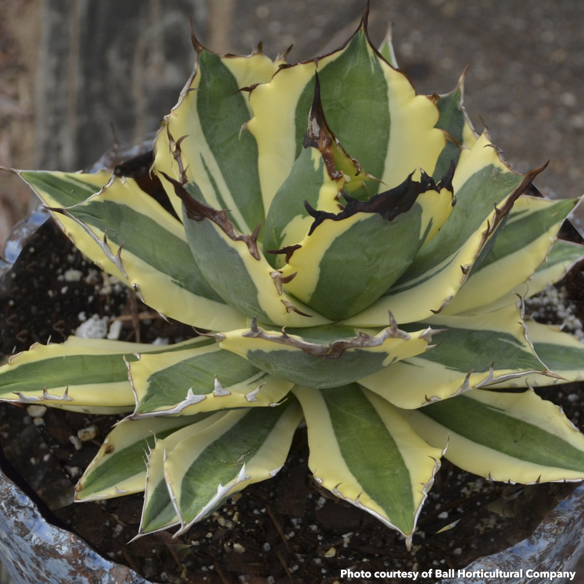 Agave titanota Snaggle Tooth 1Q