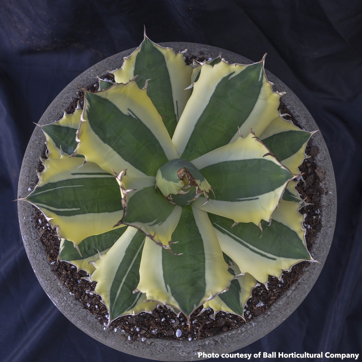 Agave titanota Snaggle Tooth 1Q