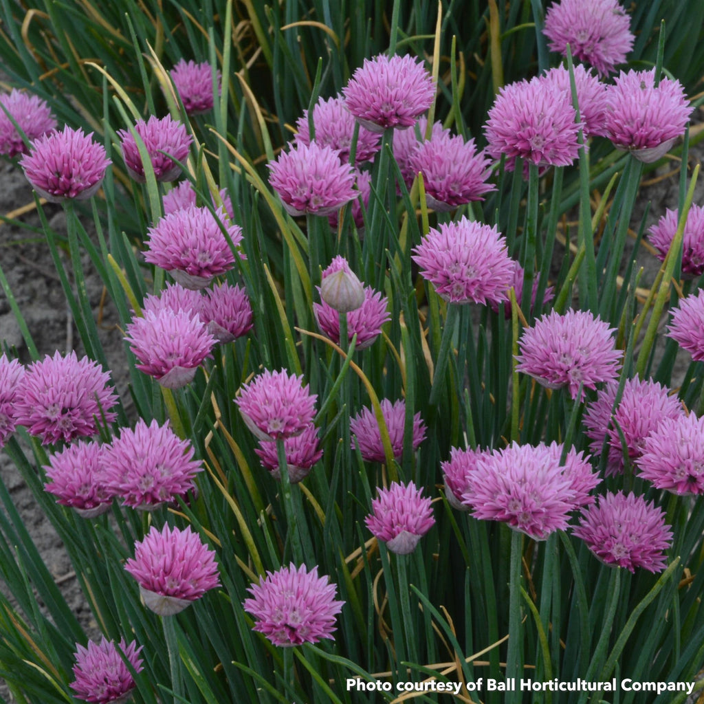 Allium x Summer Beauty DP50