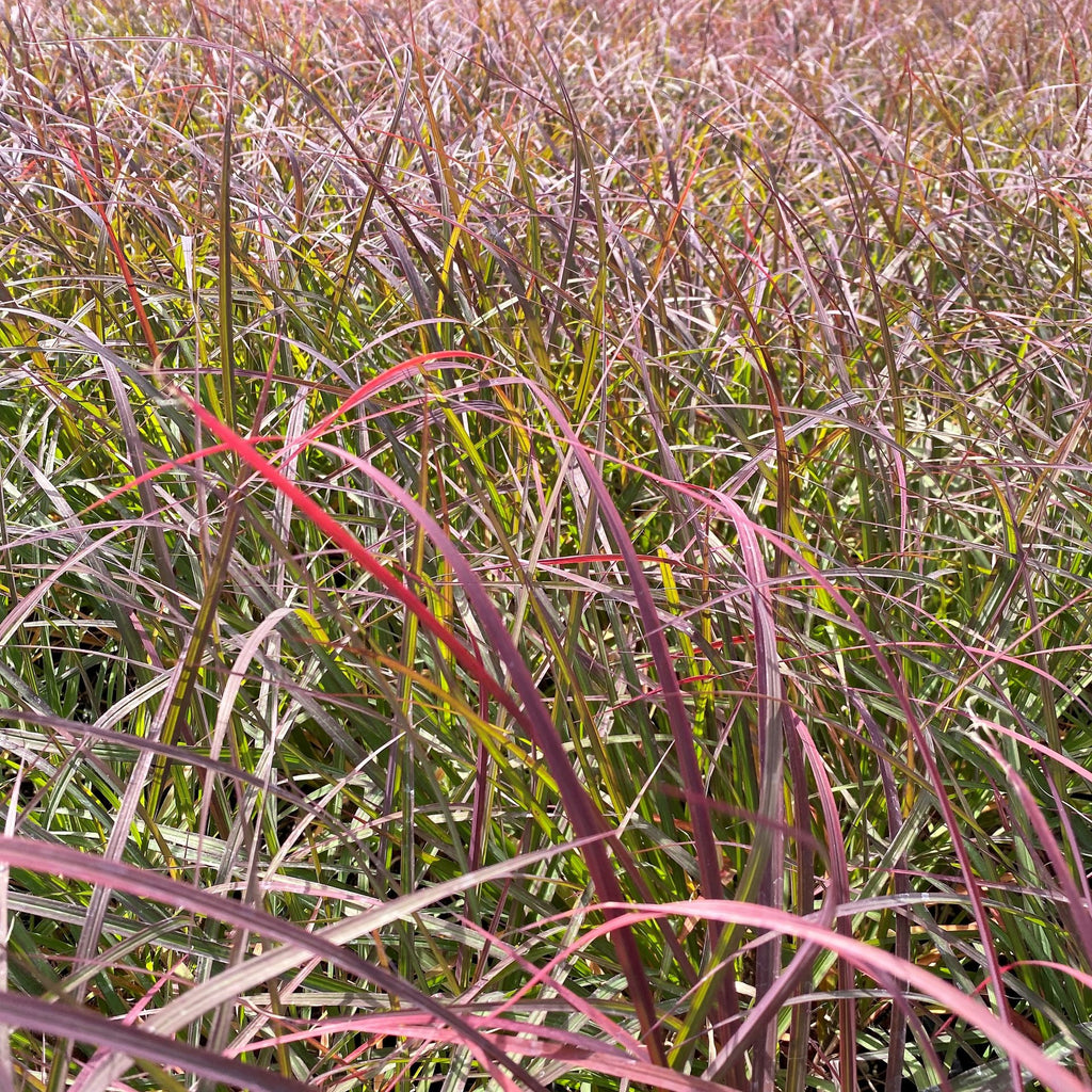 Andropogon gerardii Black Stallion 1G