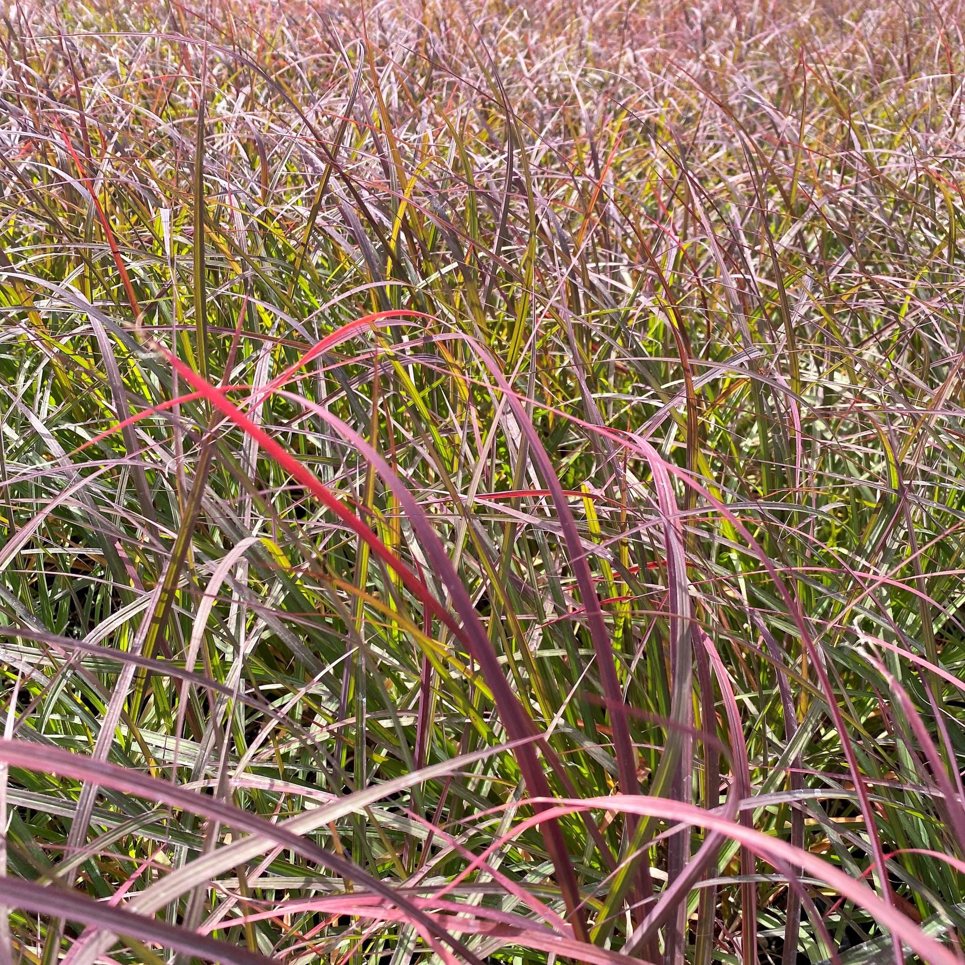 Andropogon gerardii Black Stallion 1G