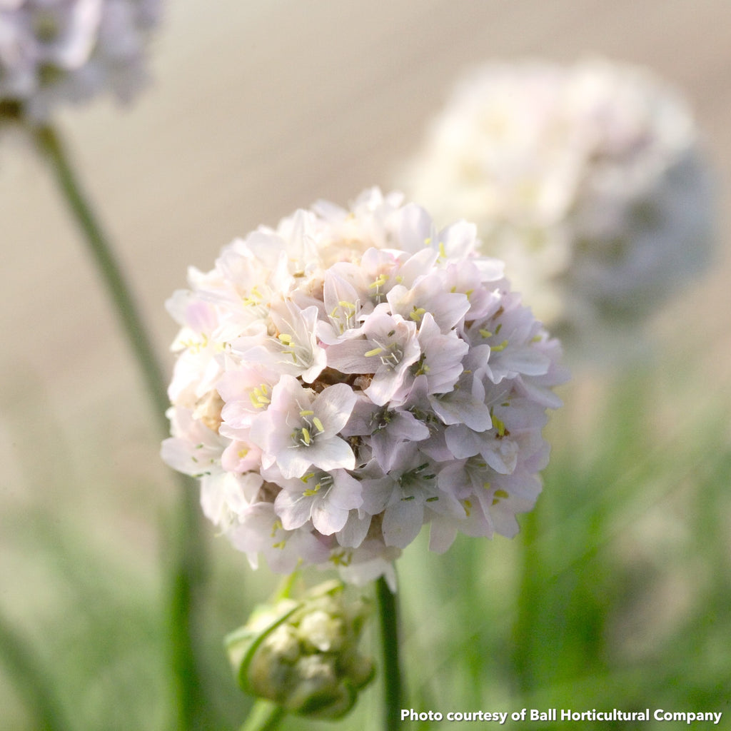Armeria maritima Morning Star White 1Q