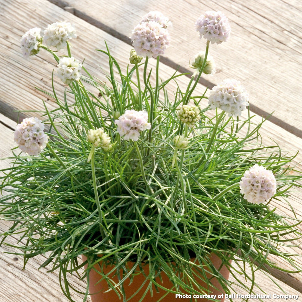 Armeria maritima Morning Star White 1Q