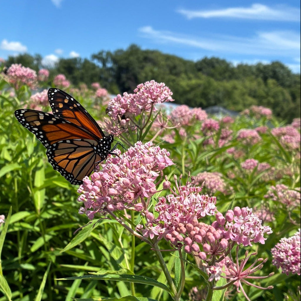 Asclepias incarnata 1G