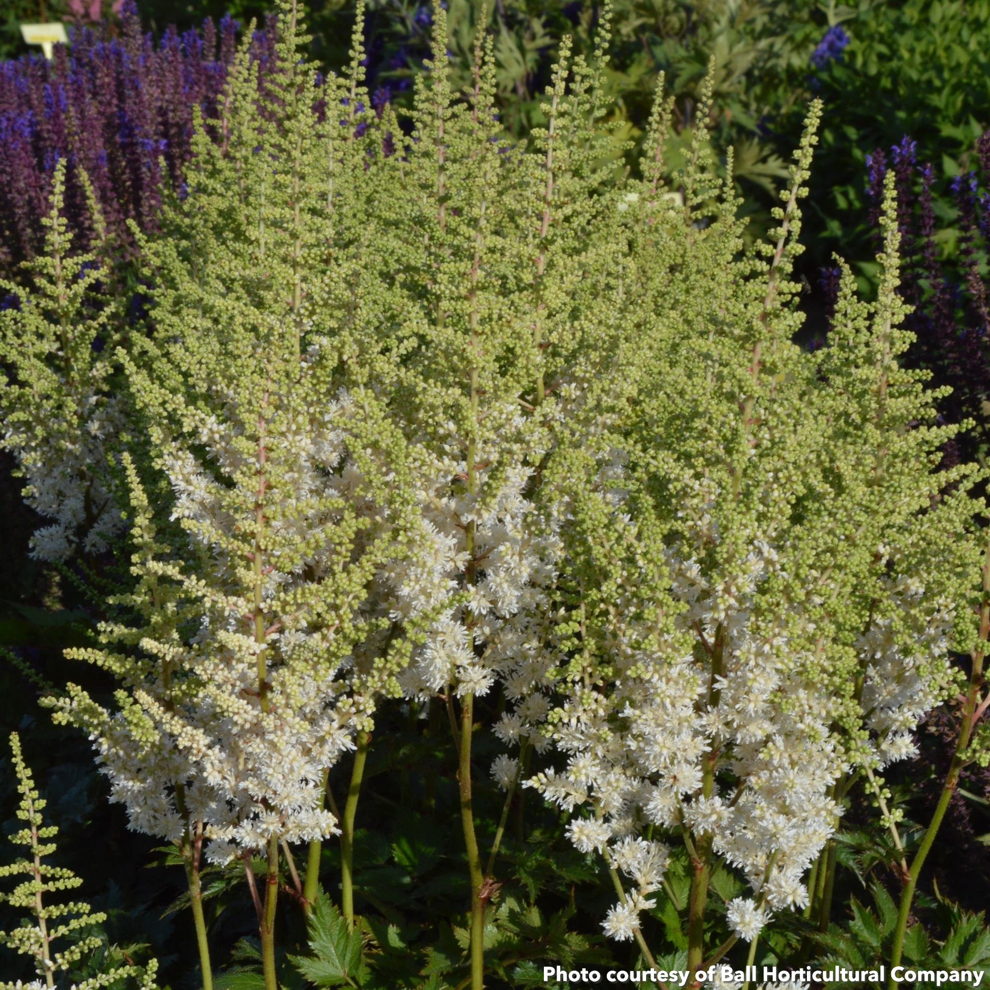 Astilbe chinensis Vision in White 1G