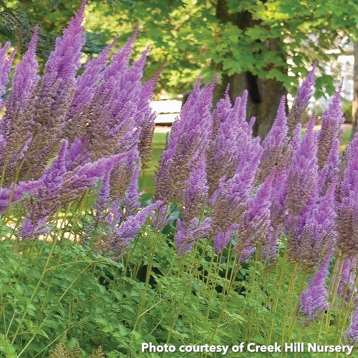 Astilbe chinensis Purple Candles 1Q