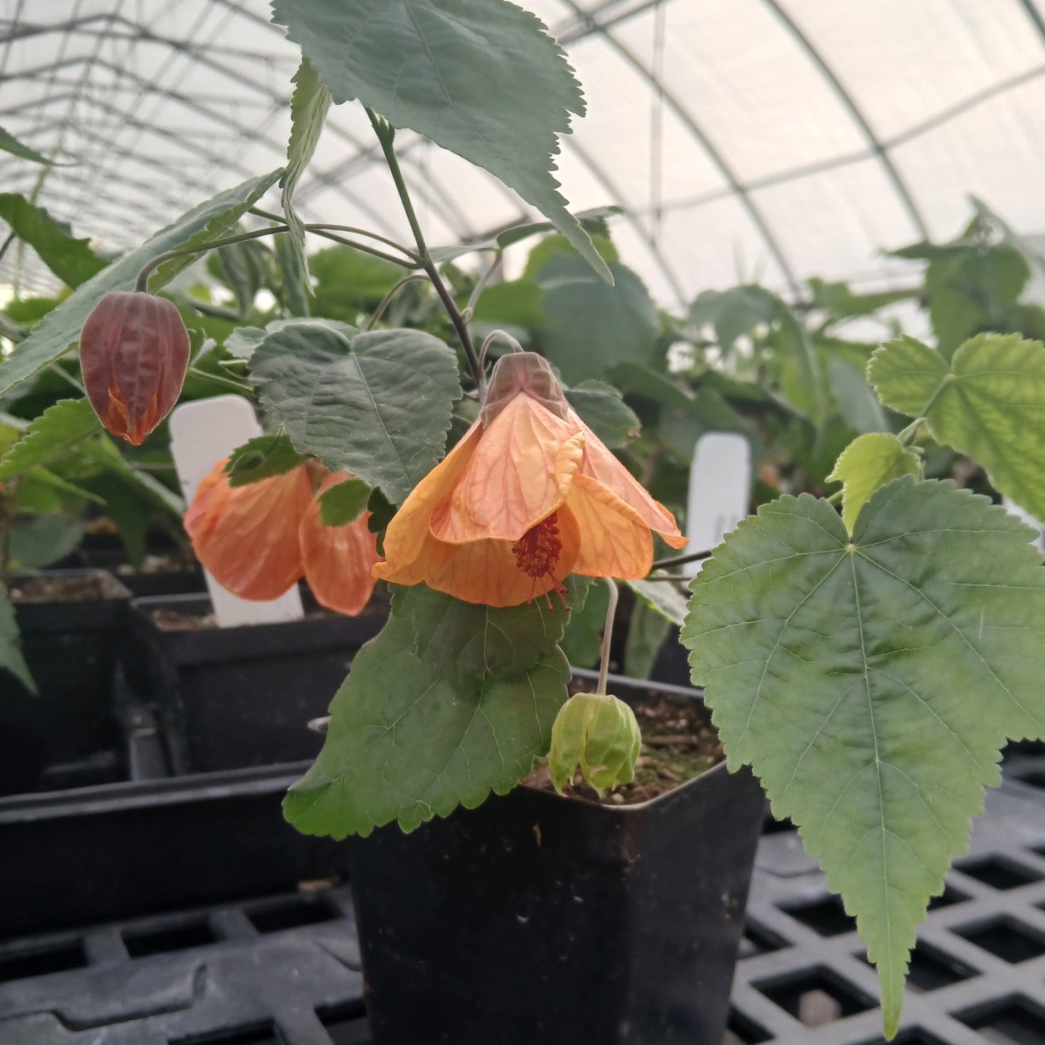 Abutilon x Tangerine Scream 3.25"