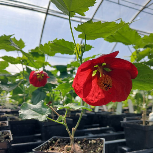 Abutilon x Voodoo 3.25"