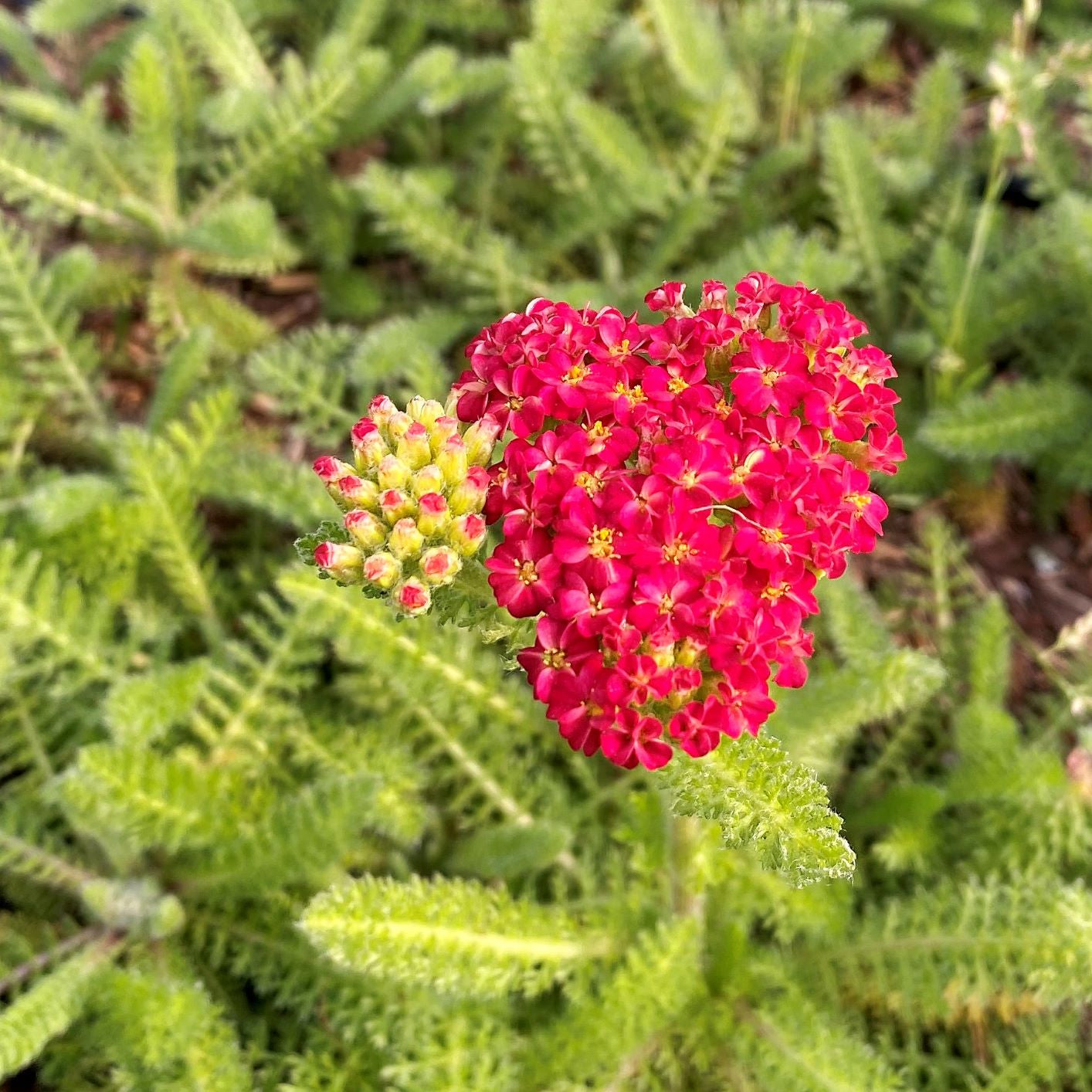 Achillea millefolium Desert Eve Red 1G