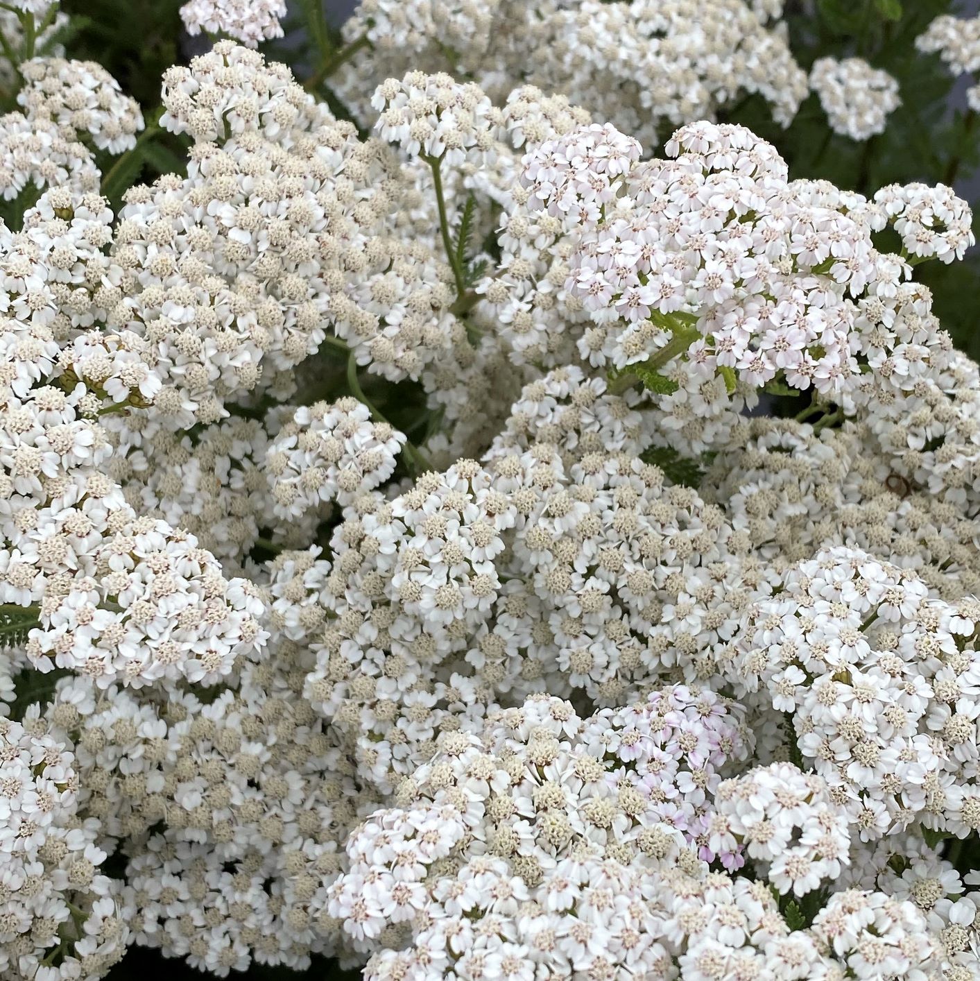 Achillea sp. New Vintage White 1G