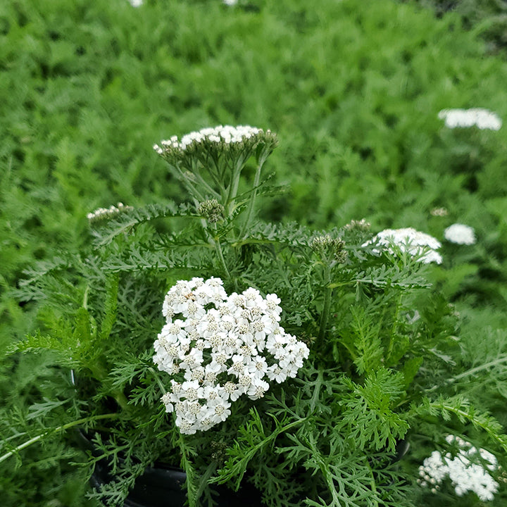Achillea sp. New Vintage White 1G
