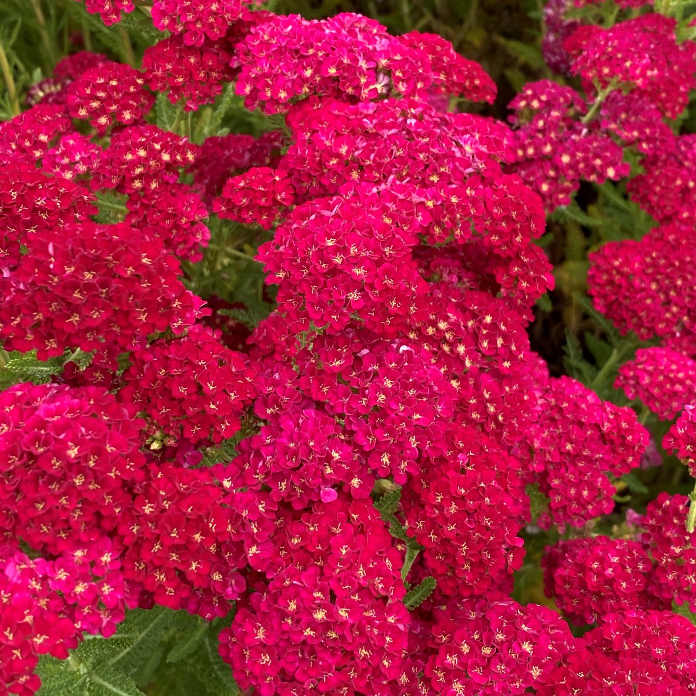 Achillea sp. Pomegranate 1G