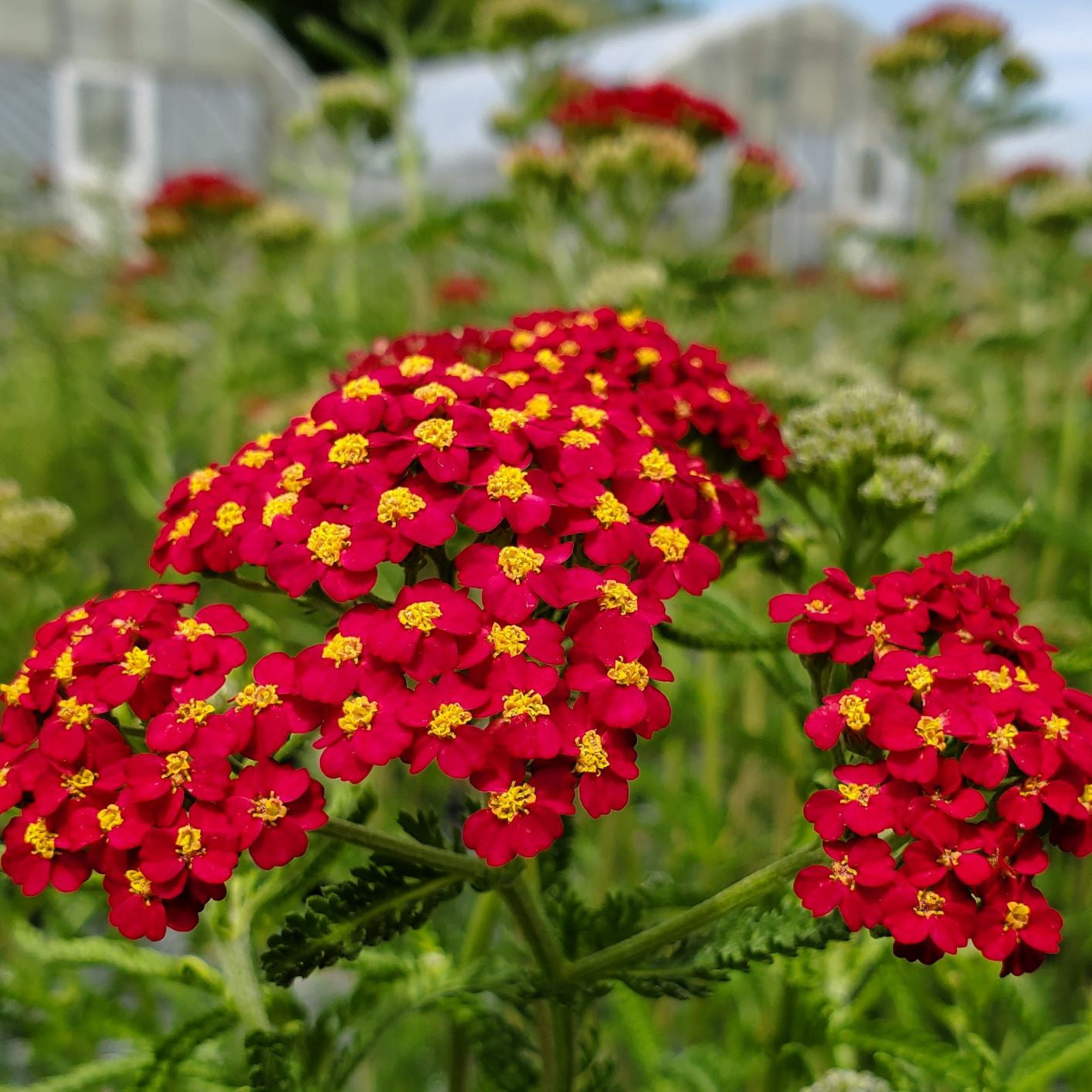 Achillea millefolium Paprika 1G