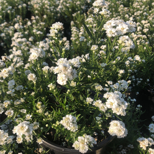 Achillea ptarmica Peter Cottontail 1Q