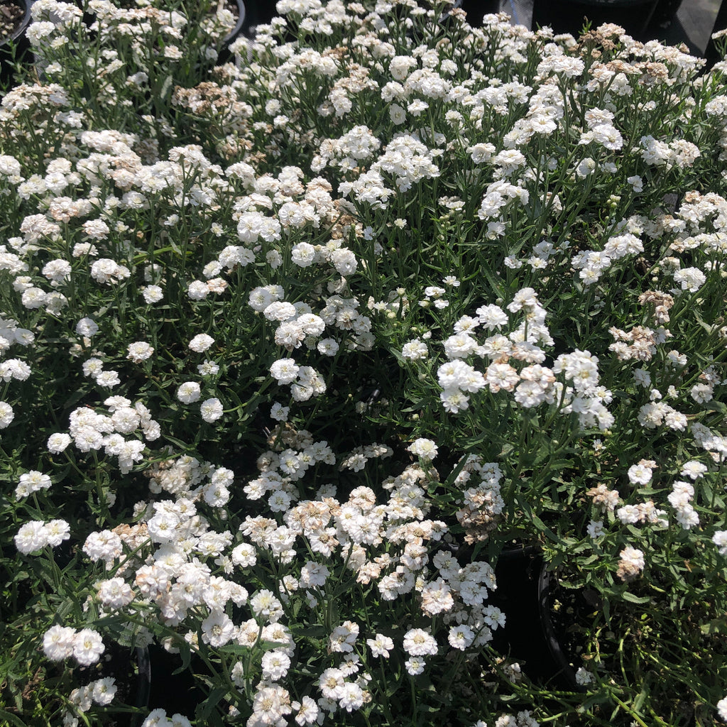 Achillea ptarmica Peter Cottontail 1Q