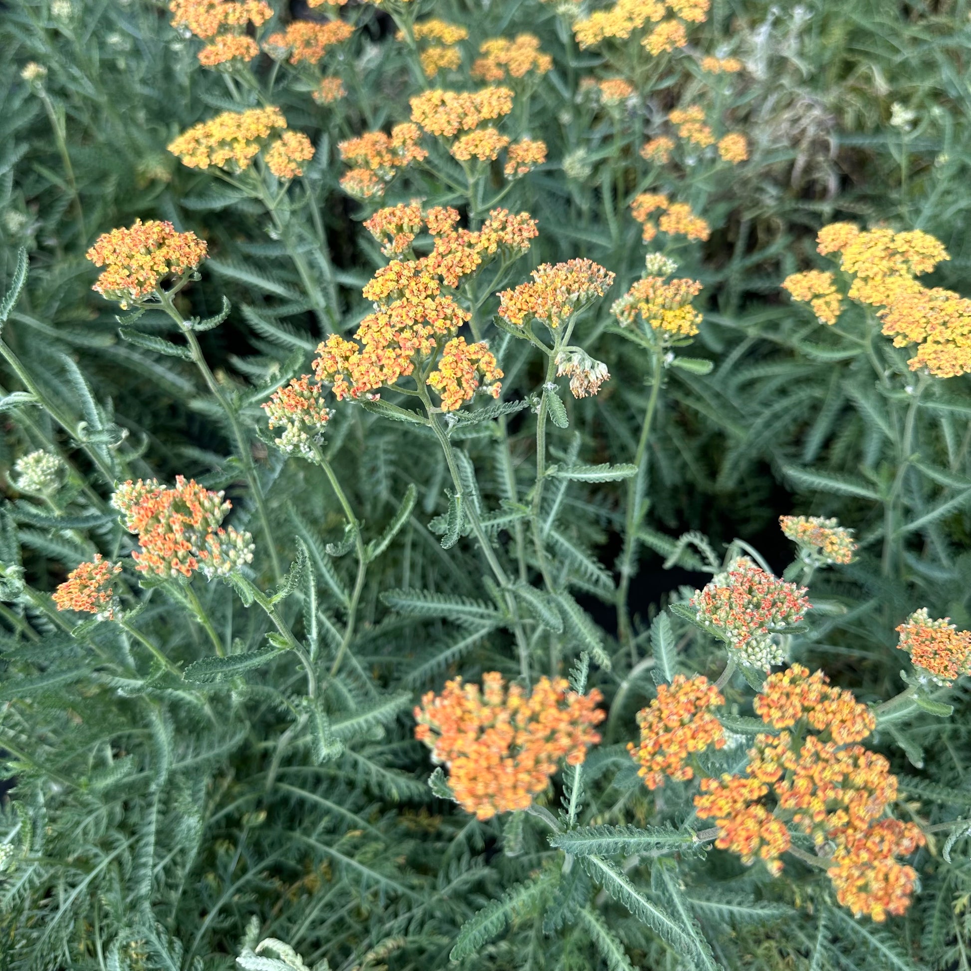 Achillea x Terracotta 1G