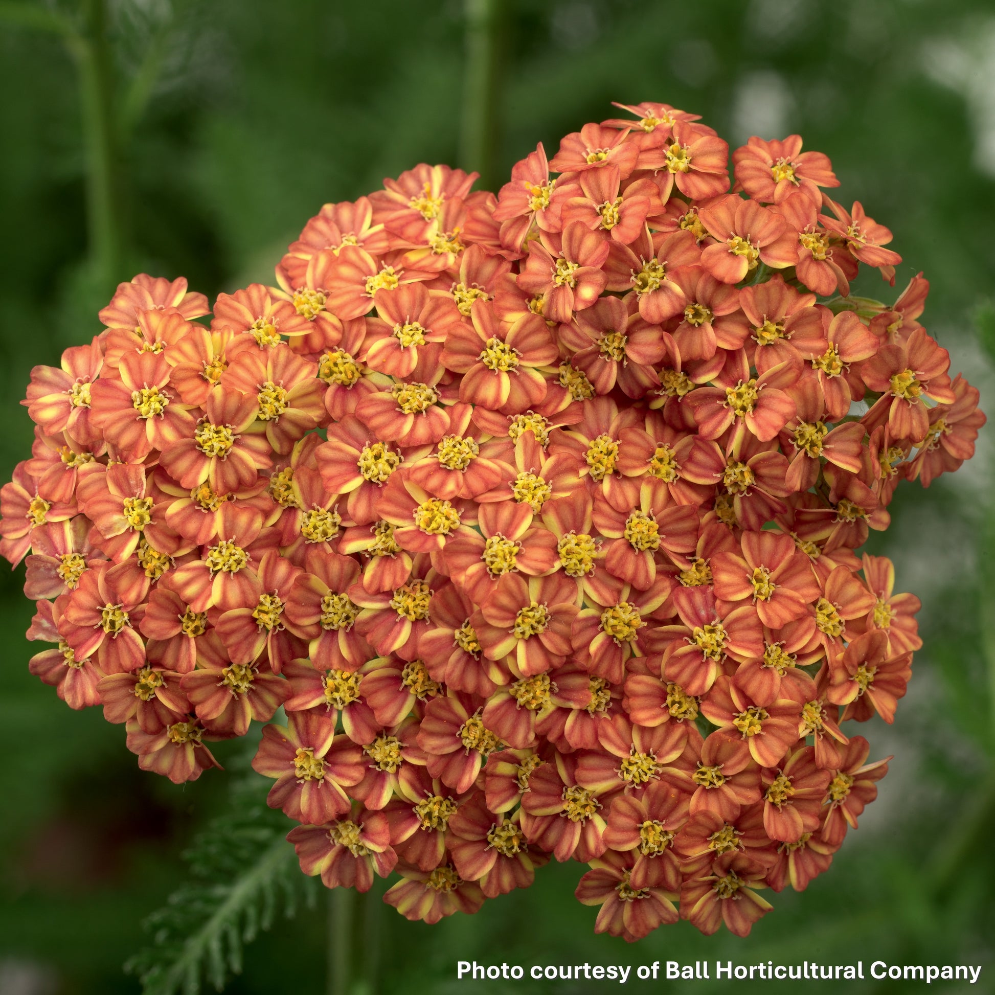 Achillea sp. Desert Eve Terracotta 1G