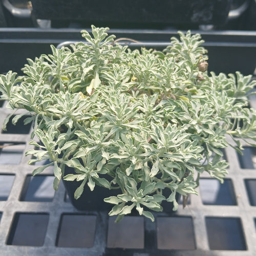 Achillea ageratifolia 1Q