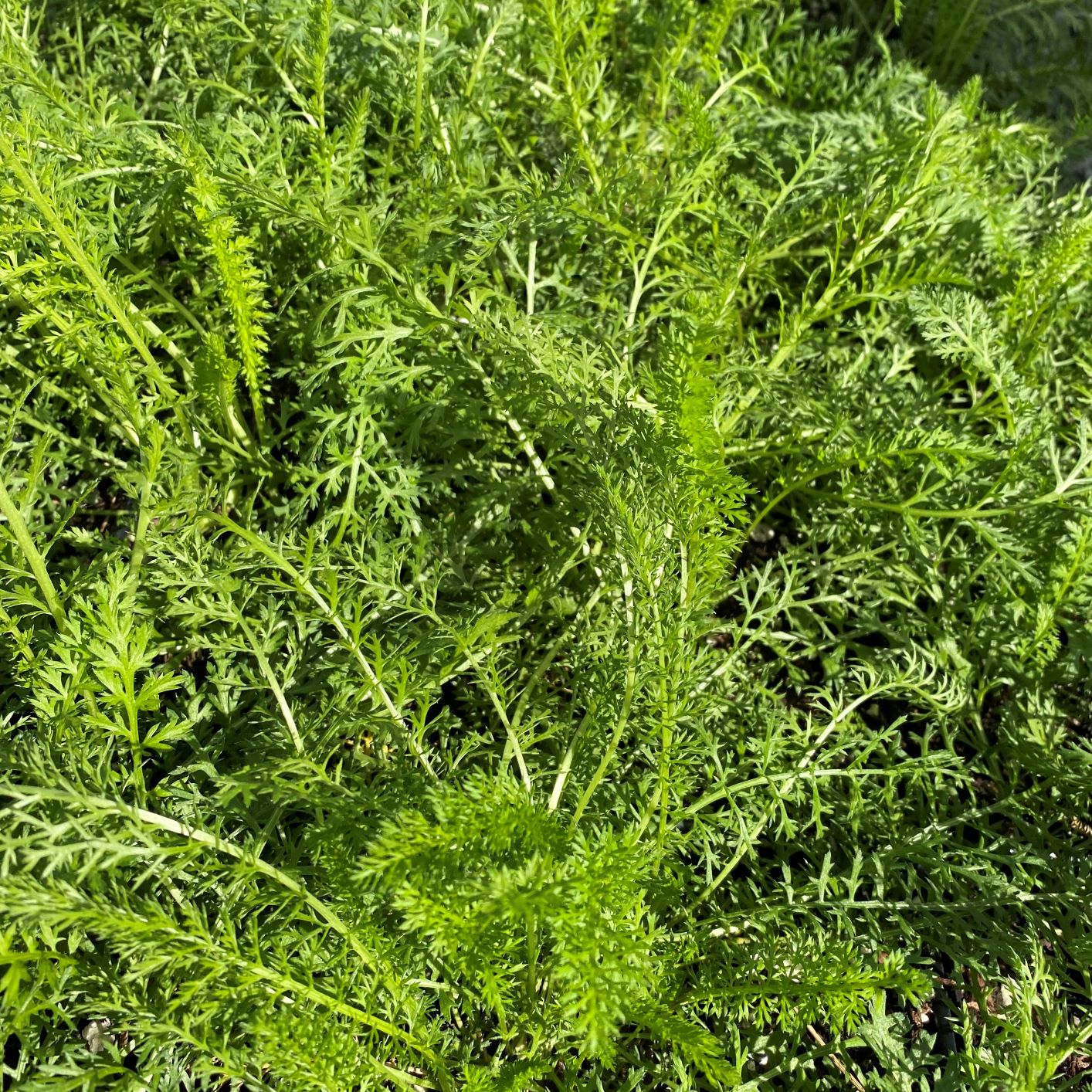 Achillea millefolium 1G