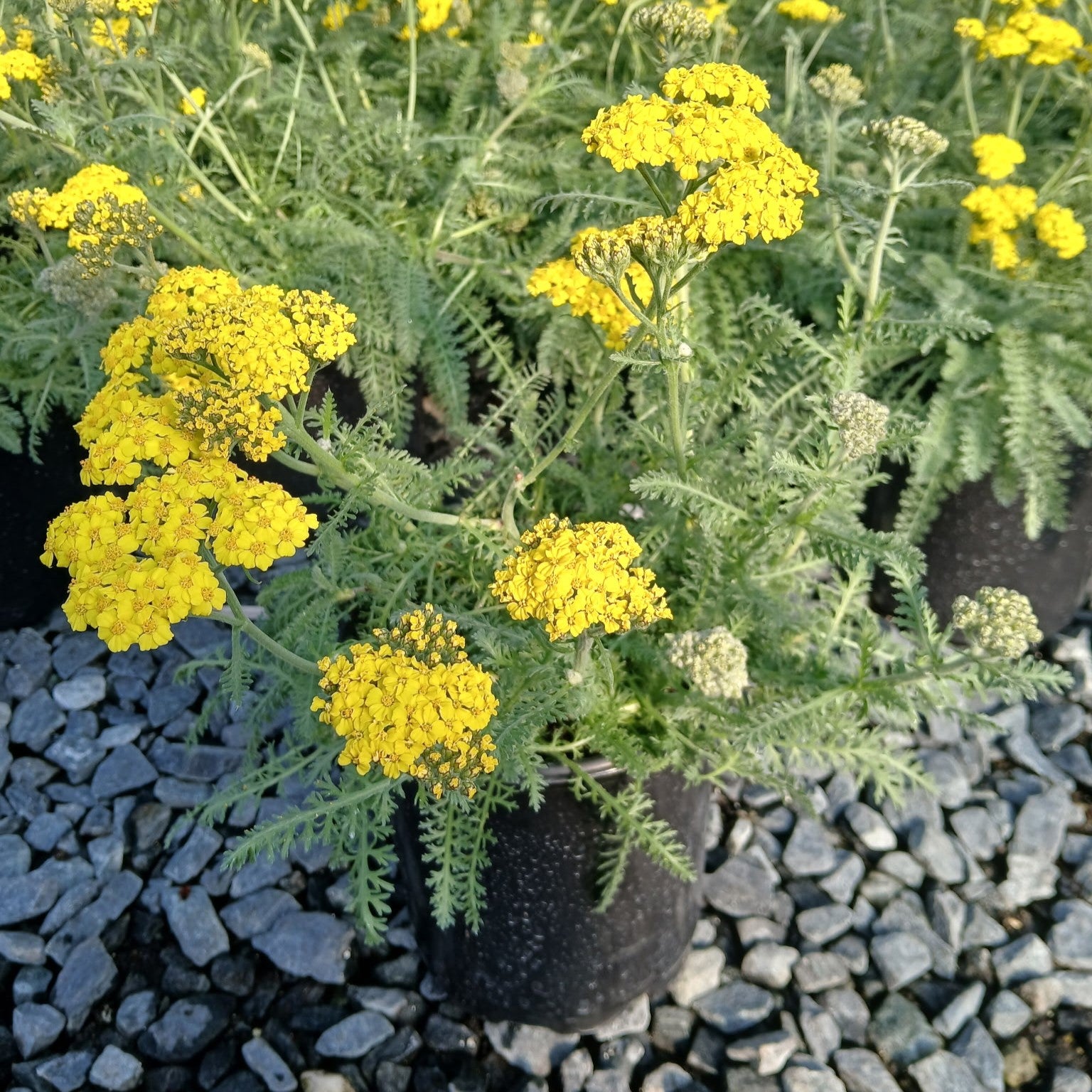 Achillea x Little Moonshine 1Q