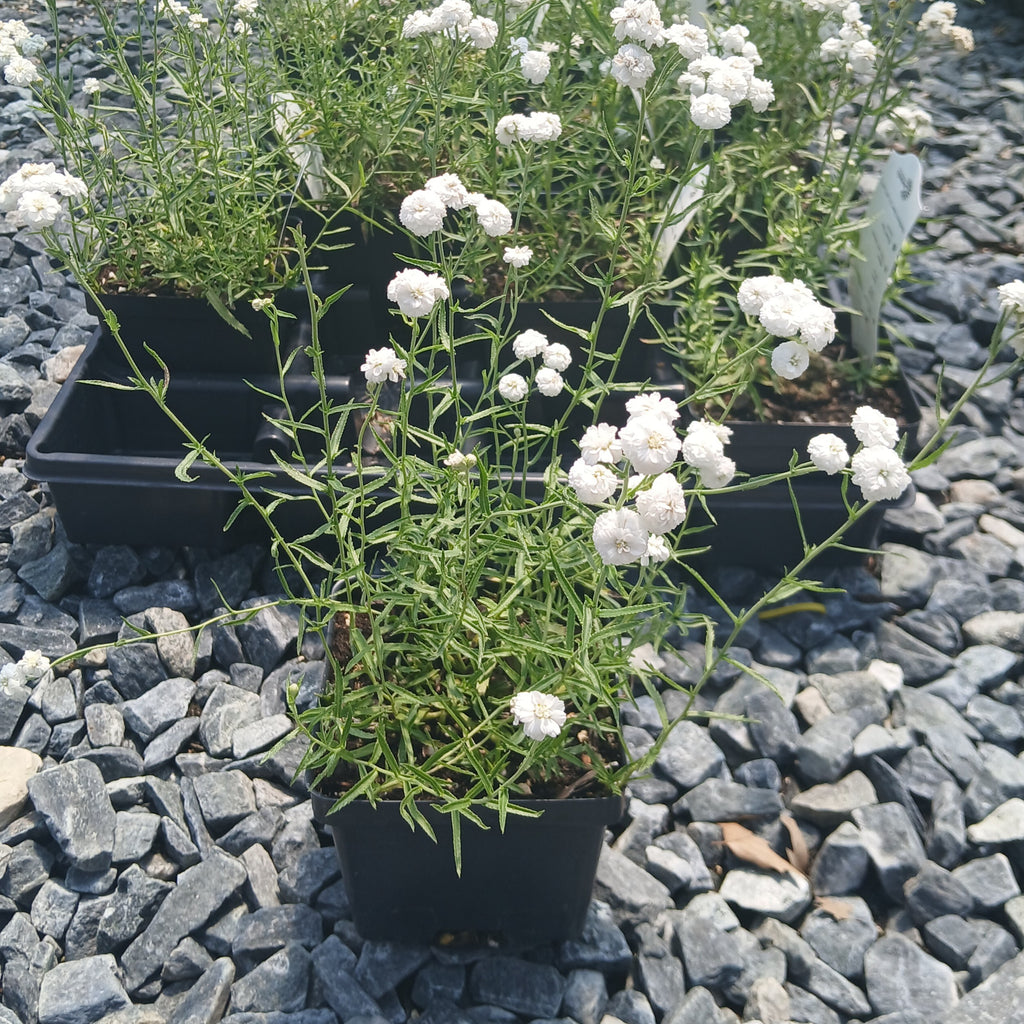 Achillea ptarmica Peter Cottontail 1Q