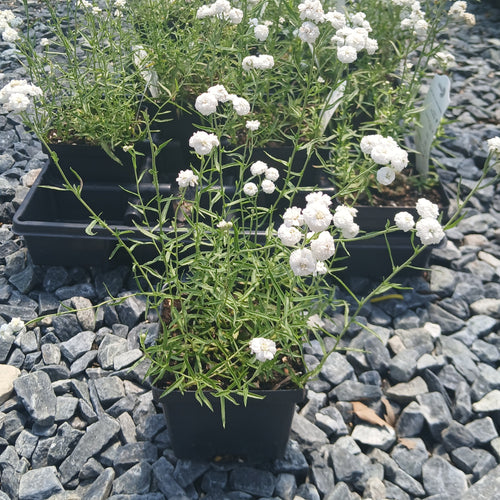 Achillea ptarmica Peter Cottontail 1Q