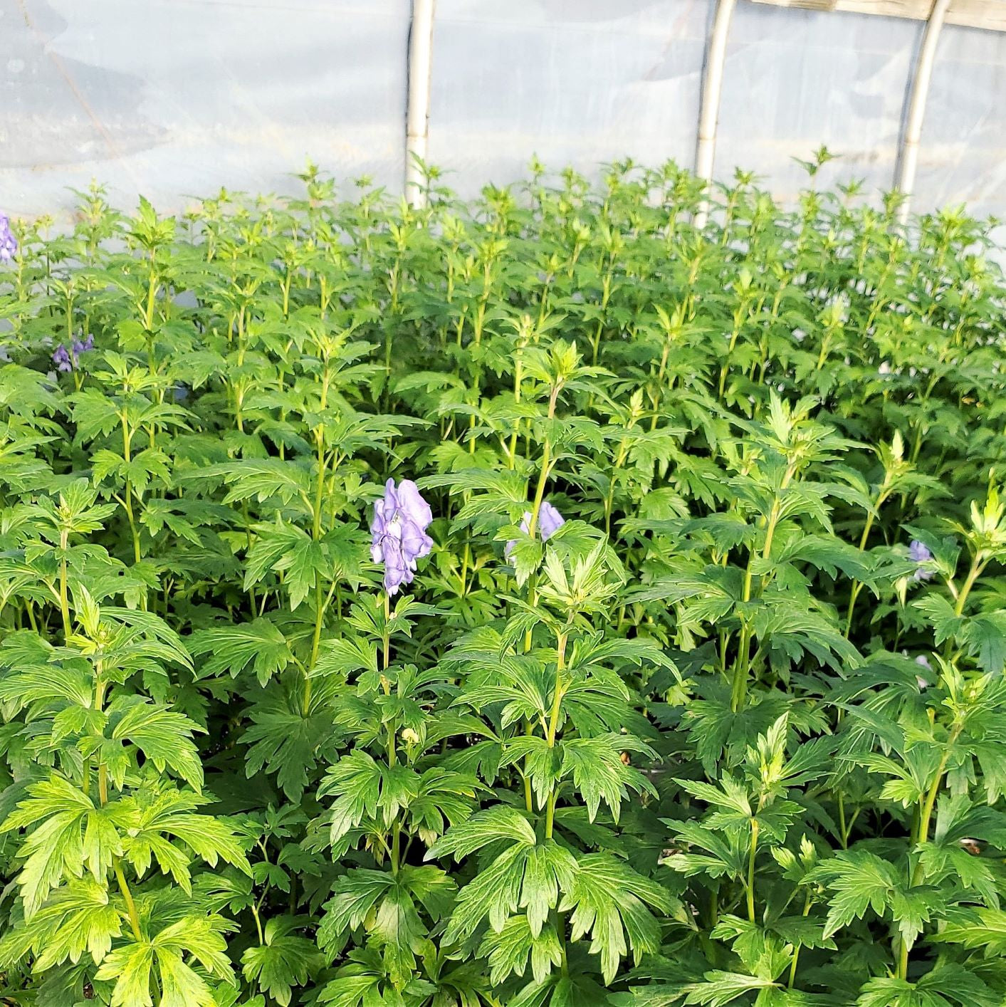 Aconitum carmichaelii Arendsii 1G