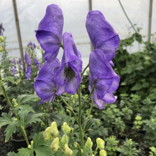 Aconitum carmichaelii Arendsii 1G