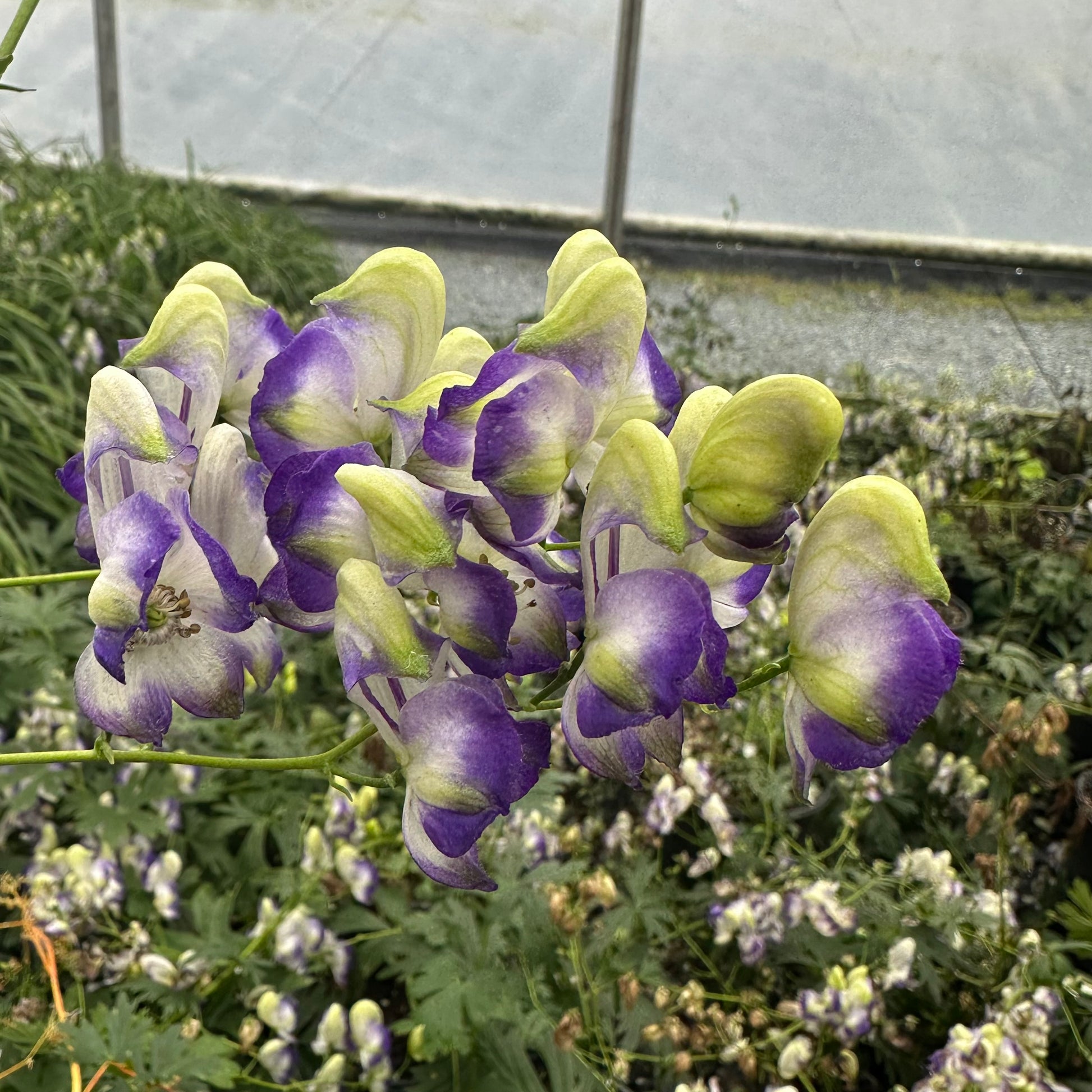 Aconitum x Bicolor 1G