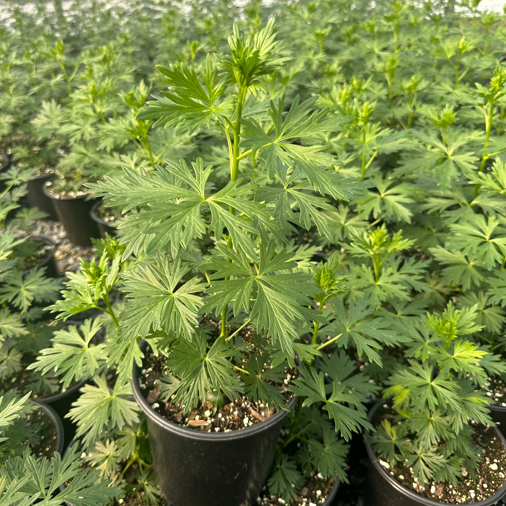 Aconitum x Bicolor 1G